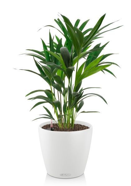 Ховея 17/90 см в CLASSICO COLOR 21