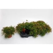 Рипсалис Клавата d12 см h20 см