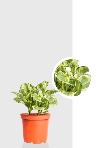 Пеперомия Голден Гейт 14/20 см Пеперомия Голден Гейт 14/20 см