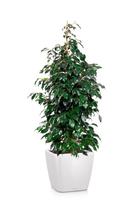 Фикус Бенджамина Даниэль 27/120 см в QUADRO LS 35 Фикус Бенджамина Даниэль 27/120 см в QUADRO LS 35