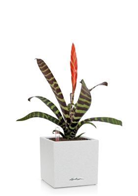 Вриезия Спленриет в CANTO STONE 14, песочно-белый