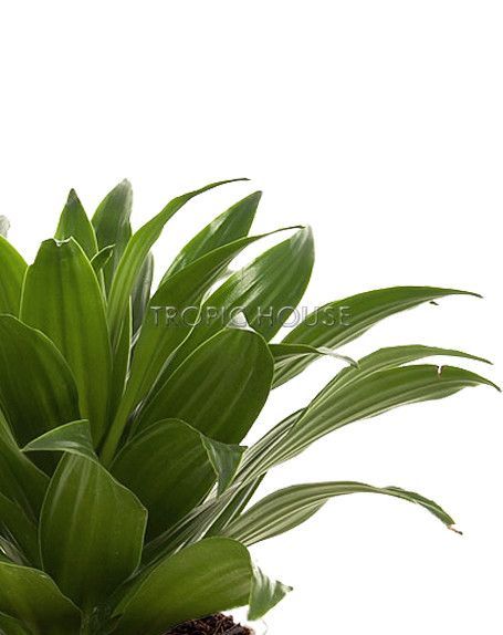 Драцена Компакта в CUBE GLOSSY 14 Драцена Компакта в CUBE GLOSSY 14