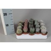 Кактус микс d5.5 см h5 см тип 4 Кактус микс d5.5 см h5 см тип 4