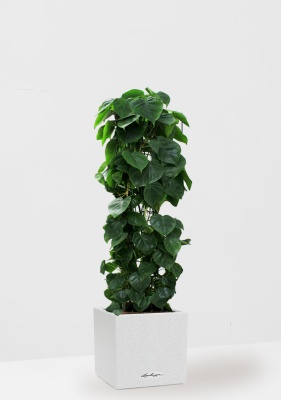 Филодендрон Сканденс на решетке 24/120 см в CANTO STONE LOW 30, песочный белый Филодендрон Сканденс на решетке 24/120 см в CANTO STONE LOW 30, песочный белый