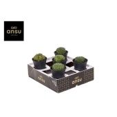 Гимно Кактус Spineless d10 см h17.5 см Гимно Кактус Spineless d10 см h17.5 см