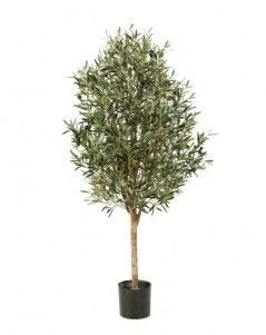 Олива Вайн с плодами