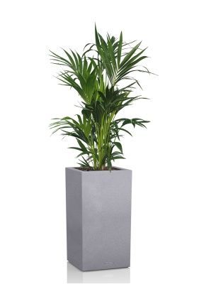 Ховея Кентия 27/120 см в CANTO STONE HIGH 40, серый камень 