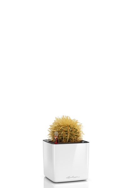 Кактус микс 12 см в CUBE GLOSSY 14