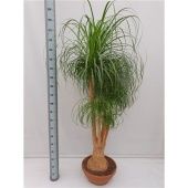 Нолина бранч d45 см h180 см Нолина бранч d45 см h180 см