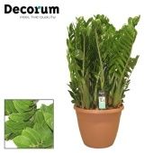 Замиокулькас Замиофолия 15+ веток (decorum) d37 см h110 см