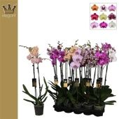 Фаленопсис 2 ствола Mix Royal Collection 18+ (bernhard) d12 см h70 см