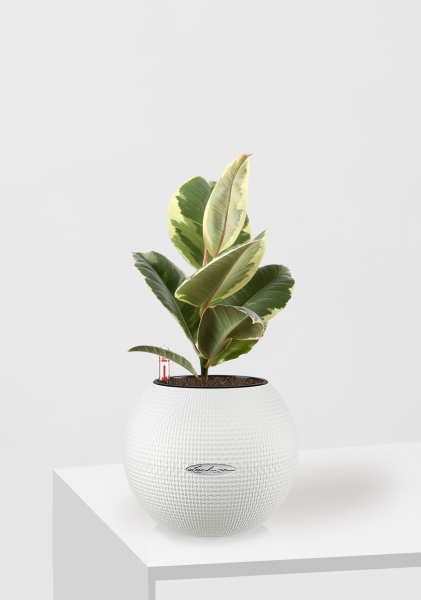 Фикус Эластика Тинеке 12/35 см в PURO 20 Фикус Эластика Тинеке 12/35 см в PURO 20