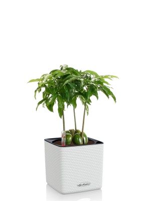 Кастаноспермум в CUBE COLOR 14, белый