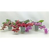 Фаленопсис 2 ствола Table Mix 14+ (phalaenova) d12 см h30 см