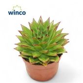 Эхеверия Лип Стик d10.5 см h10 см