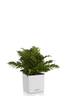 Блехнум 12/30 см в CUBE Color 14