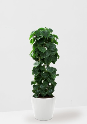 Филодендрон Сканденс на решетке 24/120 см в CLASSICO LS 35, белый блестящий Филодендрон Сканденс на решетке 24/120 см в CLASSICO LS 35, белый блестящий