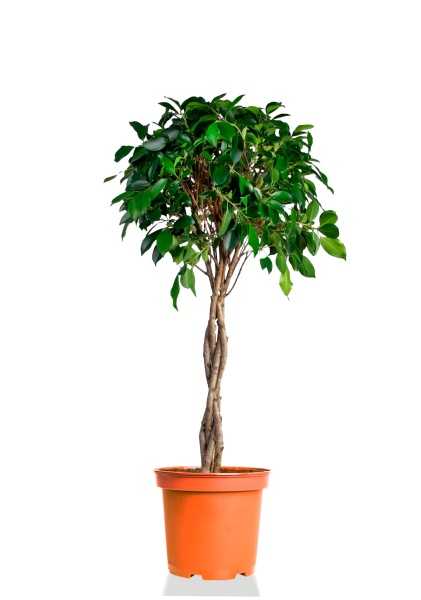 Фикус Нитида на двойном стволе d27 см h120 см