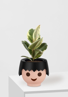 Фикус Эластика Тинеке 12/35 см в OJO Фикус Эластика Тинеке 12/35 см в OJO