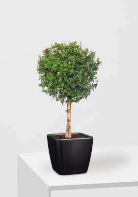 Мирт на стволе 19/75 см в QUADRO LS 21 Мирт на стволе 19/75 см в QUADRO LS 21