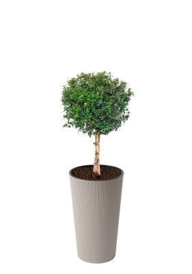 Мирт на стволе 19/75см в LILIA 250 jumper