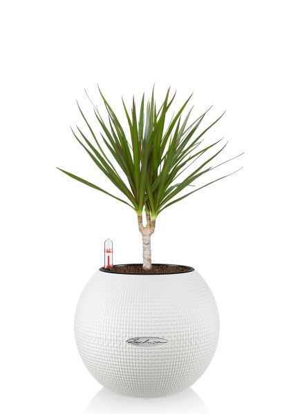 Драцена Маргината 1 ствол 12/40 см в PURO 20