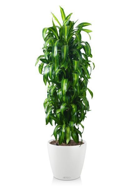 Драцена Гавайская 27/190 см в CLASSICO COLOR 35