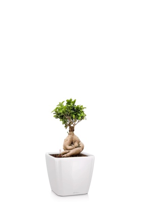 Фикус Микрокарпа Гинсенг 17/35 см в QUADRO LS 21