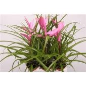 Тилландсия Alexander d9 см h25 см