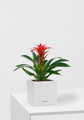 Гузмания Калипсо красная 12/40 см в CANTO STONE 14, песочный белый