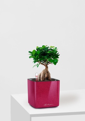 Фикус Микрокарпа 12/30 см в CUBE Glossy Kiss 14