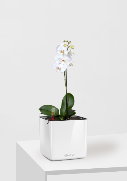 Орхидея Фаленопсис Софт Клауд 12/40 см в CUBE GLOSSY 14 Орхидея Фаленопсис Софт Клауд 12/40 см в CUBE GLOSSY 14