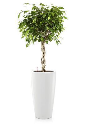 Фикус переплетенный RONDO 40/180 см, белый блестящий Фикус переплетенный RONDO 40/180 см, белый блестящий