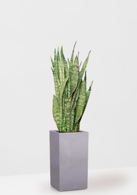 Сансевиерия Зейланика 21/70 см в CANTO STONE HIGH 30, серый камень