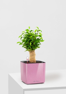 Фикус Бенджамина Наташа в джуте 12/30 см в CUBE GLOSSY KISS 14