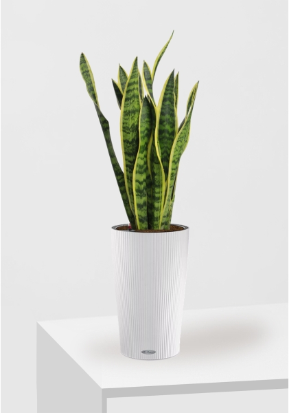 Сансевиерия Лауренти 17/60 см в CILINDRO 23 Сансевиерия Лауренти 17/60 см в CILINDRO 23