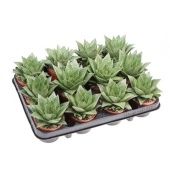 Гастерия Tiga d8.5 см h12.5 см Гастерия Tiga d8.5 см h12.5 см