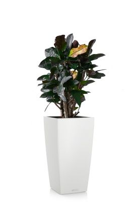 Кротон (Кодиеум) Вилма 17/70 см в CUBICO COLOR 22, белый