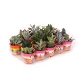 Суккуленты микс In Mexico Ceramic d6 см h10 см