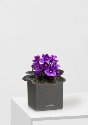 Фиалка микс 12/25 см в CANTO STONE 14 Фиалка микс 12/25 см в CANTO STONE 14