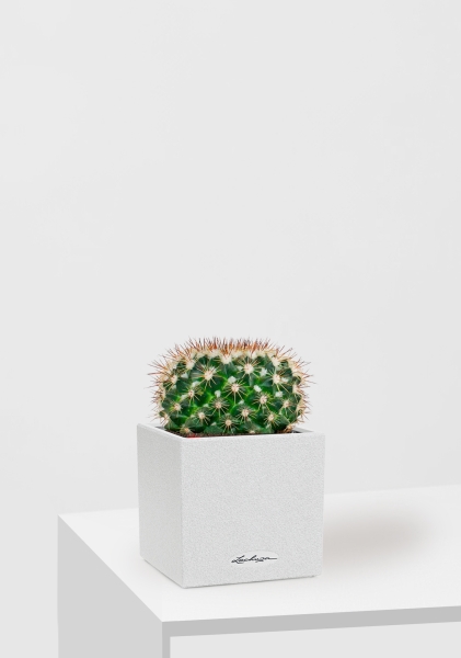 Кактус Маммиллярия Унцината 12/20 см в CANTO STONE 14