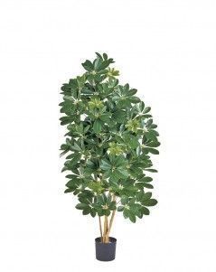 Шеффлера натуральная зелёная