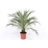 Финик Робелини d19 см h100 см