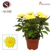 Хризантема Зембла желтая d17 см h35 см тип 2