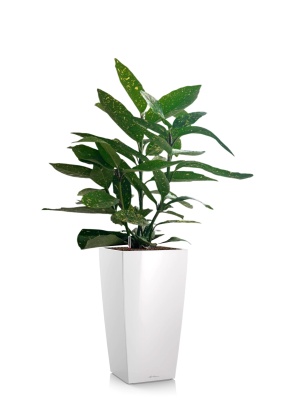 Аукуба Японика Вариегата 17/40 см в CUBICO 22, белый блестящий