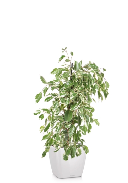 Фикус Бенджамина Голден Кинг пирамида 17/70 см в QUADRO LS 21