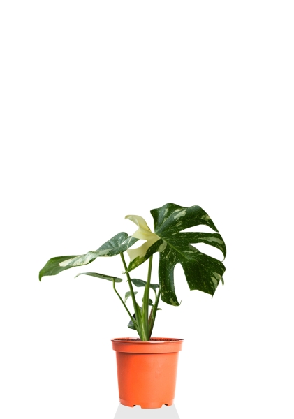 Монстера Делициоза вариегатная d15 см h45 см тип 1