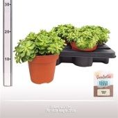 Эхеверия Аффинес d14 см h20 см Эхеверия Аффинес d14 см h20 см