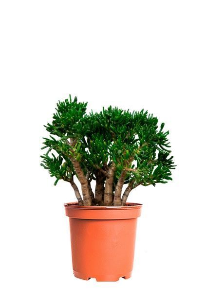 Крассула Хоббит 30/60 см