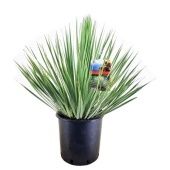 Юкка Рострата d27 см h80 см Юкка Рострата d27 см h80 см